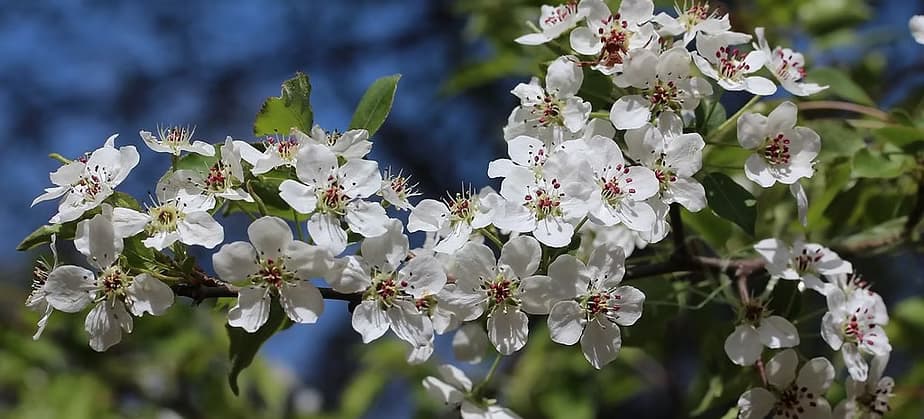 Native to Asia, callery pear is one of the most commonly used ornamental trees in the urban landscape in the USA. Thought to be a very low invasive threat as recent as the early 1990's, cultivars are producing viable seed banks at an increasing rate and now are considered invasive in several states. (ISSG.org)