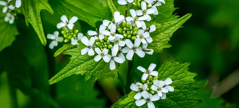 Garlic mustard can form dense stands because it has no natural predators, and it thrives in disturbed areas. In many forest areas of the eastern and midwestern USA, garlic mustard outcompetes native plants for light, nutrients, moisture and soil. Wildlife species dependant on these native plants for food are left without these valuable resources. (ISSG.org)