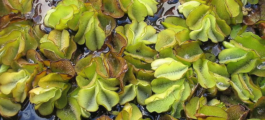 This floating aquatic fern can form dense vegetation mats that reduce water-flow and lower light and oxygen levels in water. This stagnant dark environment negatively affects the biodiversity and abundance of freshwater species, including fish and submerged aquatic plants. Salvinia invasions can alter wetland ecosystems and cause wetland habitat loss. (ISSG.org)