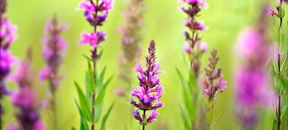 Purple loosestrife quickly establishes and spreads, outcompeting and replacing native grasses and other flowering plants that provide high quality food and habitat sources for wildlife. It forms dense stands that restrict native wetland plants and alters the structural and ecological values of wetlands. (Pennsylvania's Field Guide to Aquatic Invasive Species)